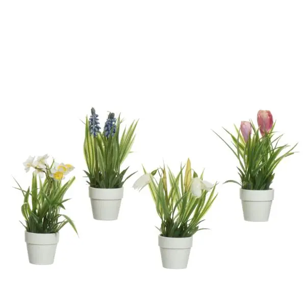 Plant In White Pot 6cm Factory Price
