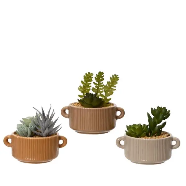Succulent In Ceramic Pot 13cm While Supplies Last