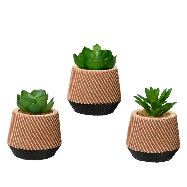 Reduced Price Succulent In Cement Pot 10cm