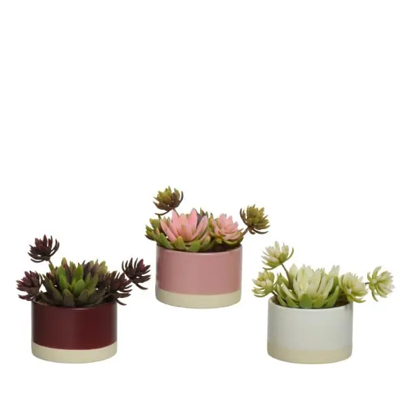 Fan Favorite Succulent In Plastic Pot 14cm