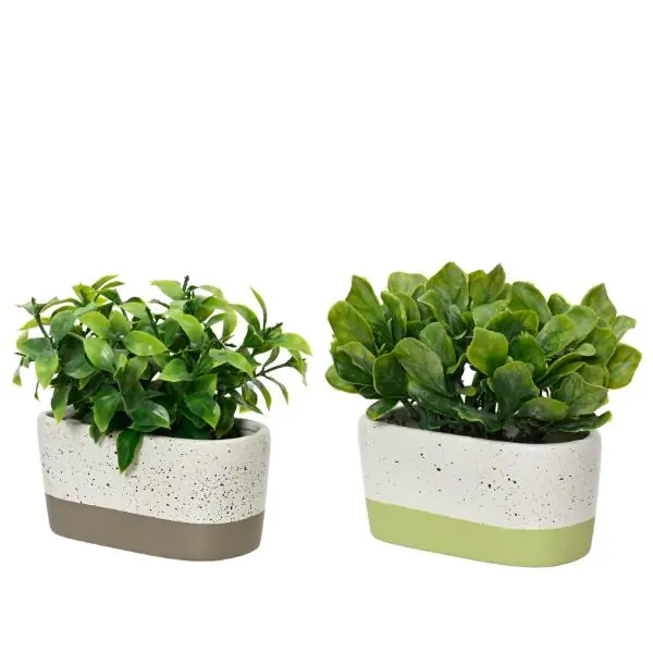 Secure Checkout Plant In Ceramic Pot 15cm