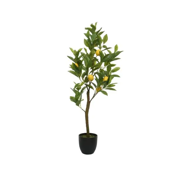 Lemon Tree in Plastic Pot 21cm Limited Offer