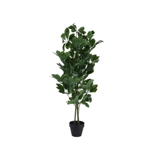 Premium Schefflera Tree Plant In Pot Medium 90cm