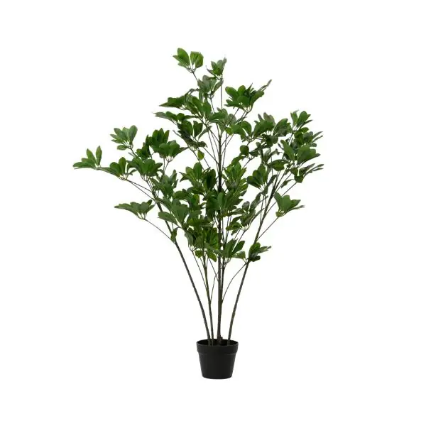 Free Delivery Schefflera Tree Plant In Pot Large 1.25m