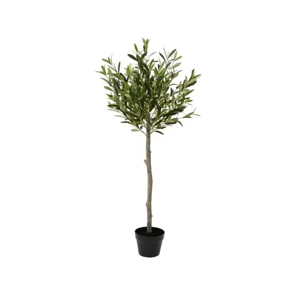 Olive Tree In Plastic Pot Large 1.2m Top Rated