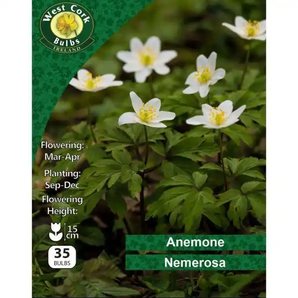 Latest West Cork Anemone Nemerosa 35 Roots