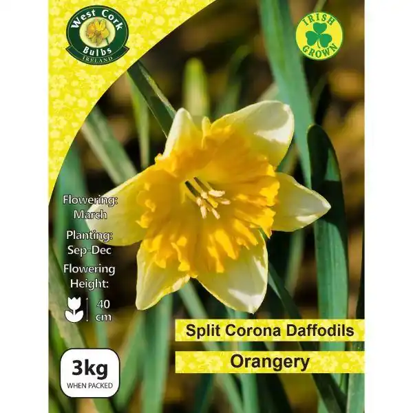Final Sale West Cork Daffodil Split Corona Orangery 3kg