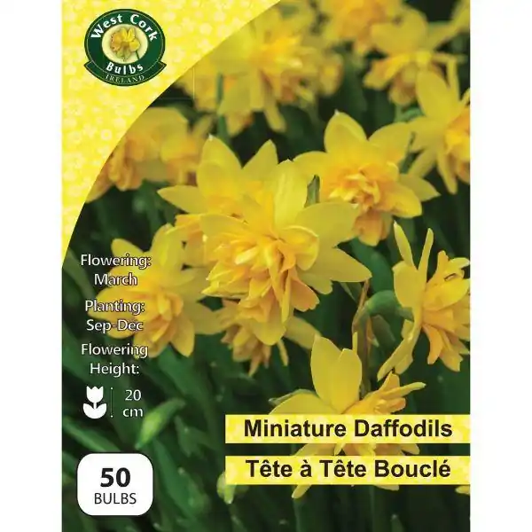 West Cork Daffodil Dwarf Tete A Tete Bouclé 50 Bulbs Get Yours