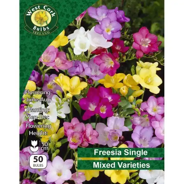 West Cork Freesia Single Mixed 50 Bulbs Factory Price