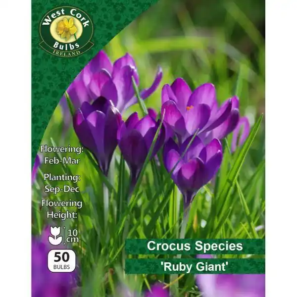 West Cork Crocus Species 'Ruby Giant"50 Bulbs Original