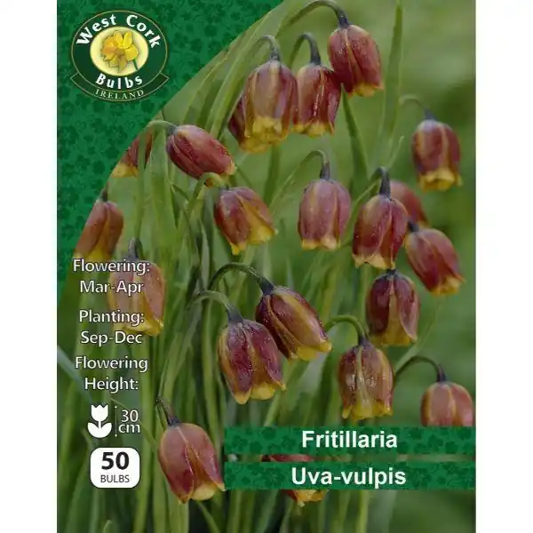 West Cork Fritillaria Uva Vulpis 50 Bulbs Hassle-Free Returns
