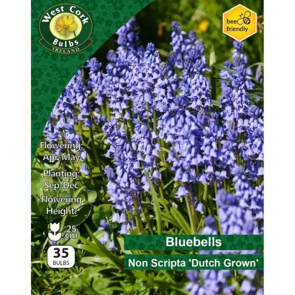 Bluebells Non Scripta Dutch Grown 35 Bulbs Reduced Price