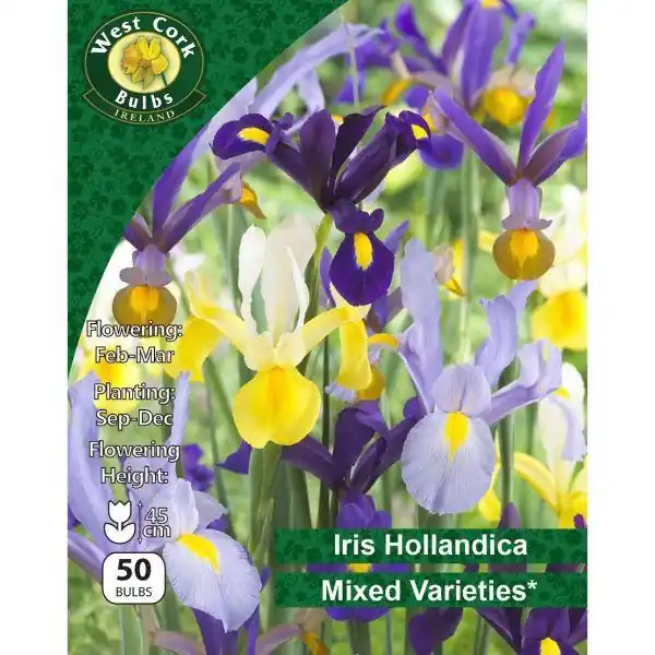 Warranty Included West Cork Iris Hollandica Mixed Varieties 50 Bulbs