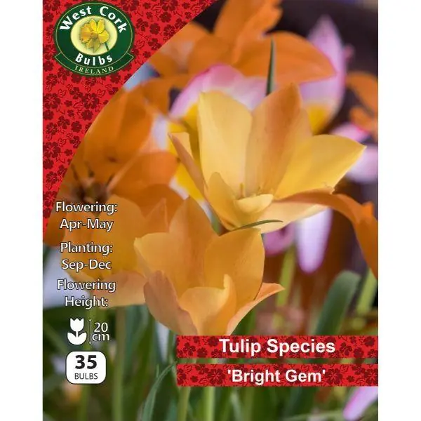 West Cork Wild Tulip Bright Gem 35 Bulbs Bargain