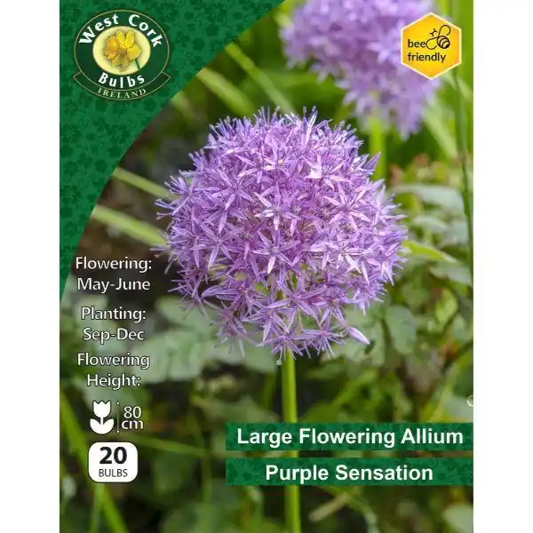 West Cork Allium Purple Sensation 20 Bulbs Fast Shipping