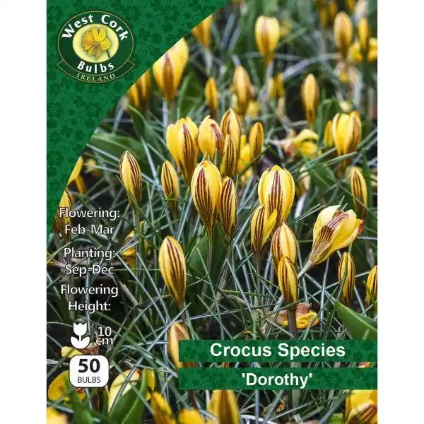 Editor’s Pick West Cork Crocus Species 'Dorothy"50 Bulbs