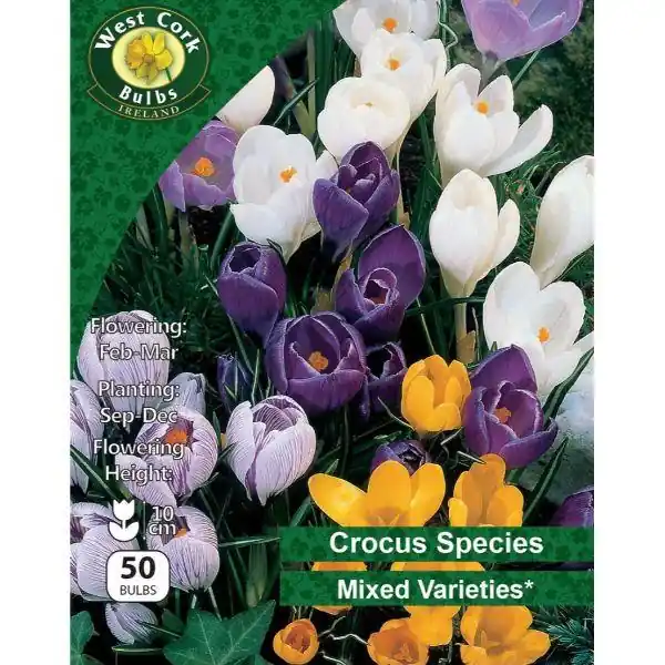 Holiday Sale West Cork Crocus Species 'Mixed Varieties"50 Bulbs