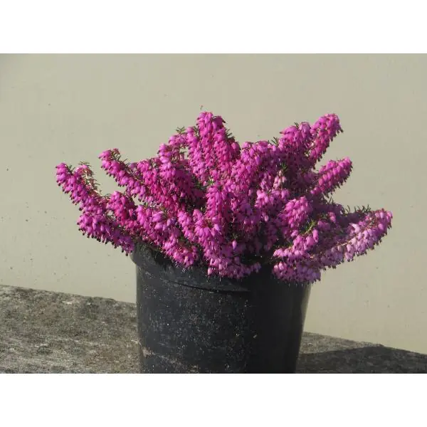 Final Sale Heather Plant