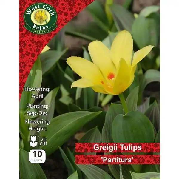 West Tulip Dwarf Partitura 10 Bulbs Warranty Included