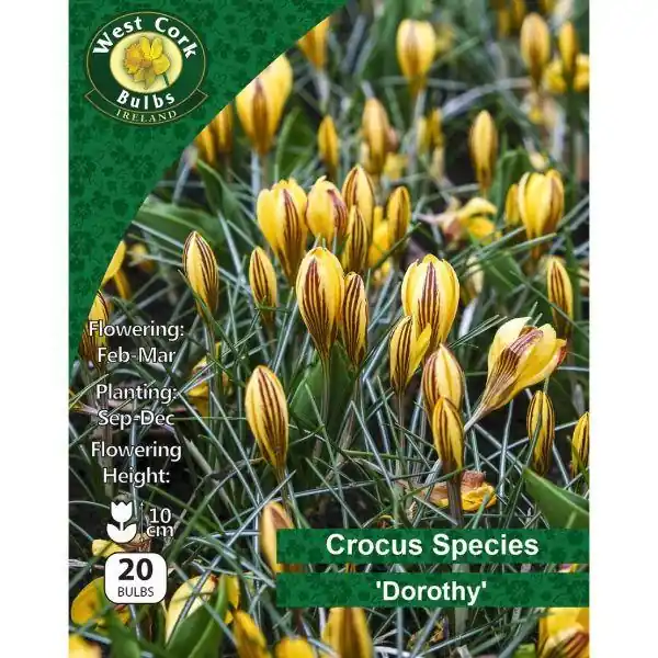 Viral West Cork Crocus Species 'Dorothy"20 Bulbs