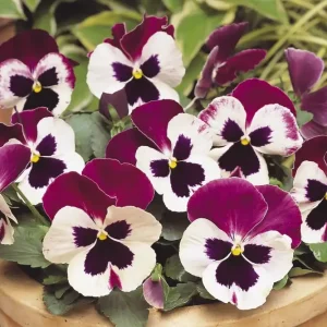 Fast Shipping Pansy 6pk