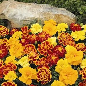 Best Seller Marigold French 6pk