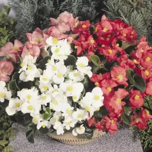 Begonia Olympia 6pk Latest