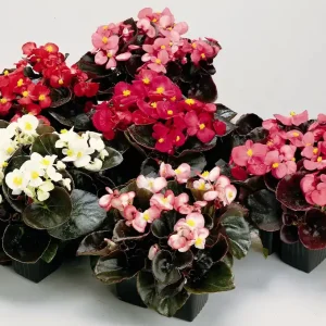 Begonia Devil 6pk Special Offer