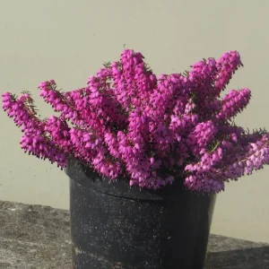 Certified Heather Plant