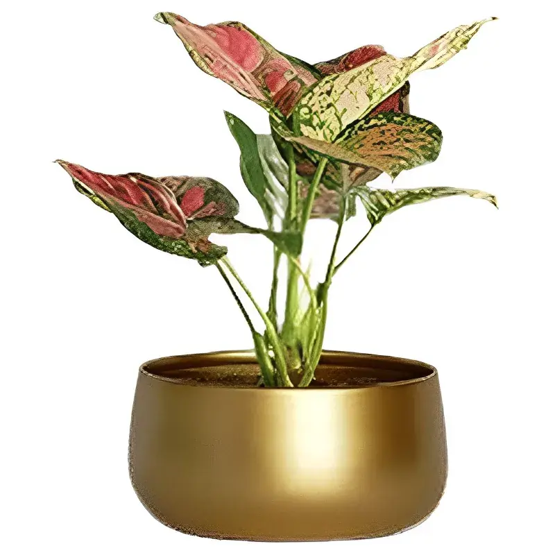 Ecofynd POT016 Sophisticated Golden Metal Planter for Modern Indoor Decor 5.0 Next Day Delivery
