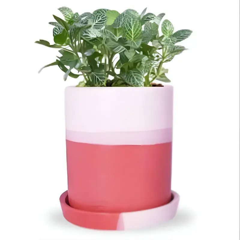 Ecofynd Red & White Ceramic Plant Pots - 1 Pot | Used for Home and Garden Decor Discount