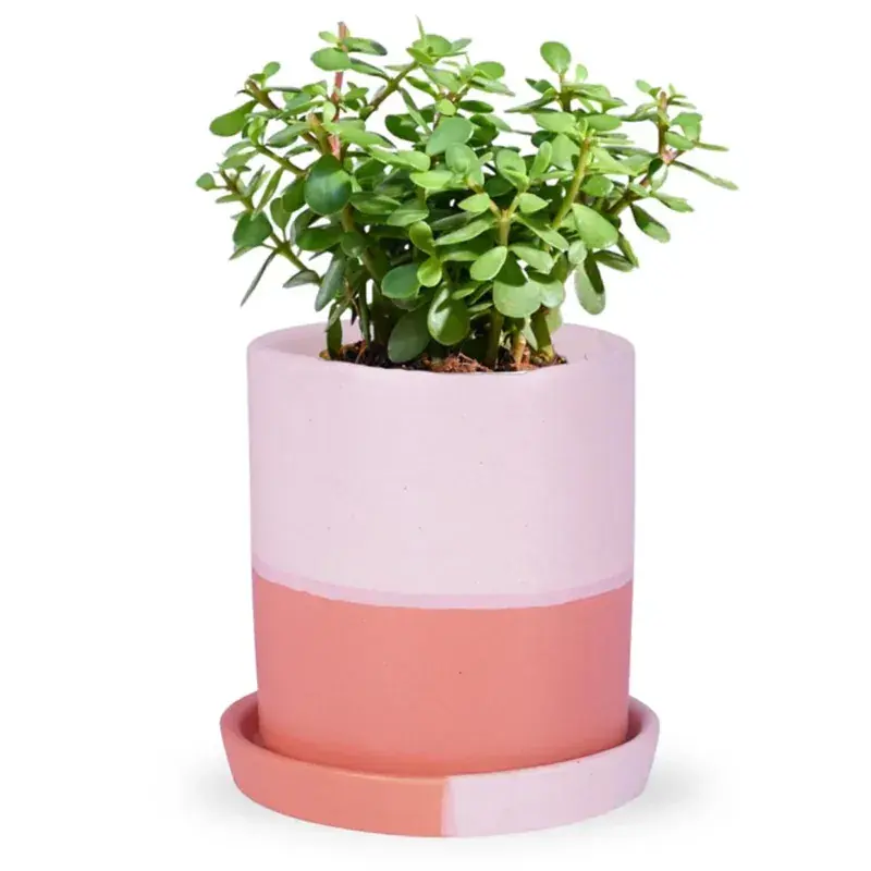 Ecofynd Orange & White Ceramic Plant Pots - 1 Pot | Used for Home and Garden Decor Time-Limited