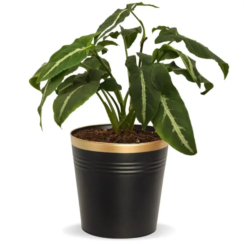Affordable 10 inches Golden Border Black Metal Planter Pot | Used for Home Decoration 5.0