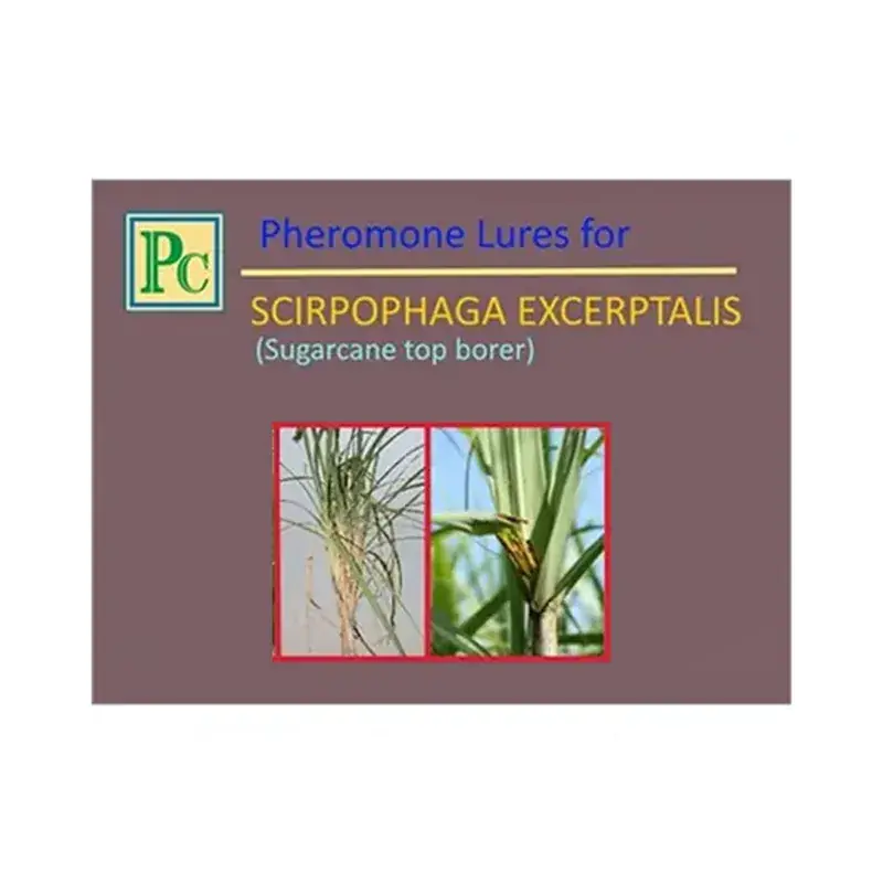 Genuine 20 Pcs Insect Lures For White Sugarcane Top Borer (Scirpophaga Excerptalis)