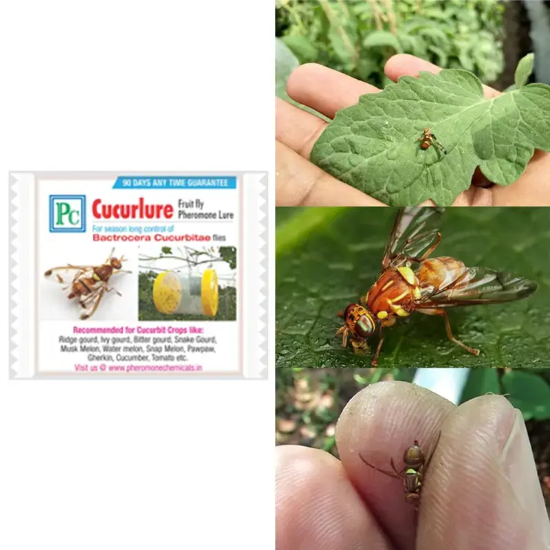 20 Pcs Insect Lures For Melon Fruit Fly (Bactrocera cucurbitae) Modern