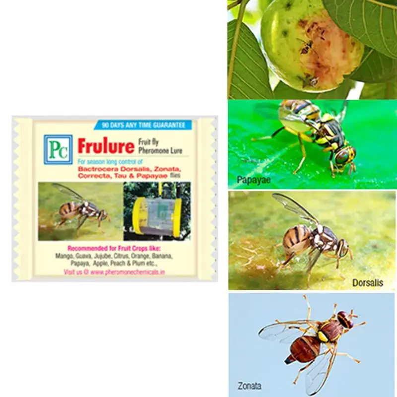 Grab Now 20 Pcs Insect Lures For Frulure (Bactrocera Species)