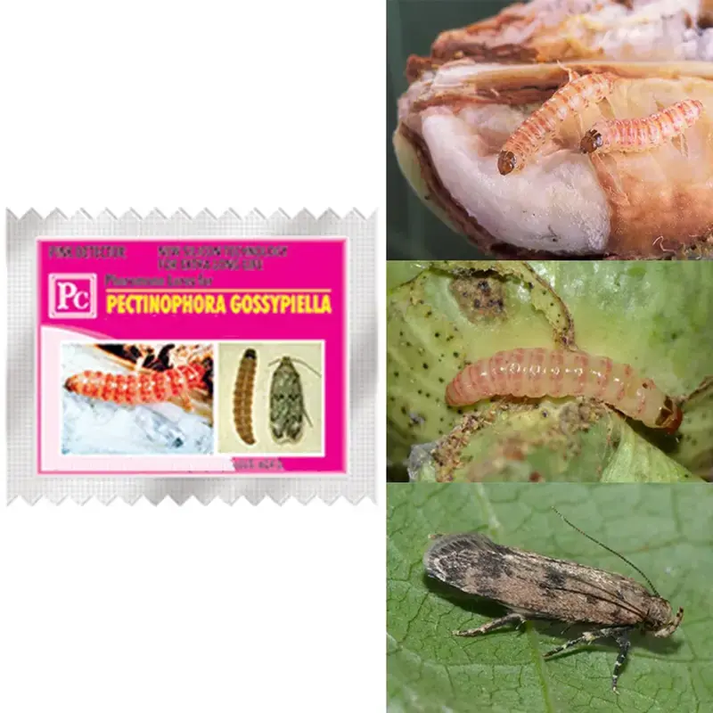 One Day Deal 50 Pcs Insect Lures For Pink Boll Worm (Pectinophora Gossypiella)