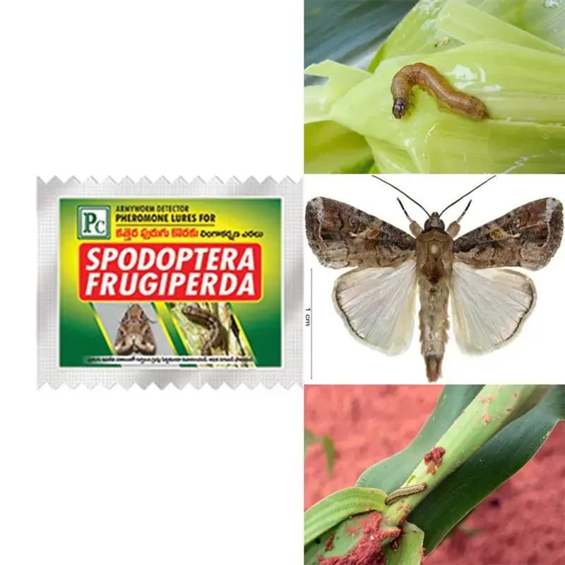 Insect Lures For Fall Armyworm (Spodoptera Frugiperda)(Pack-Pack of 10) 5.0 Don’t Miss Out