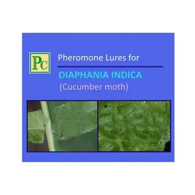 Modern 30 Pcs Insect Lures For Cucurbit Fruit Borer (Diaphania Indica)