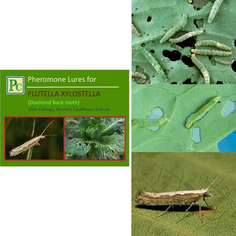50 Pcs Insect Lures For Diamond Back Moth (Plutella Xylostella) Crafted