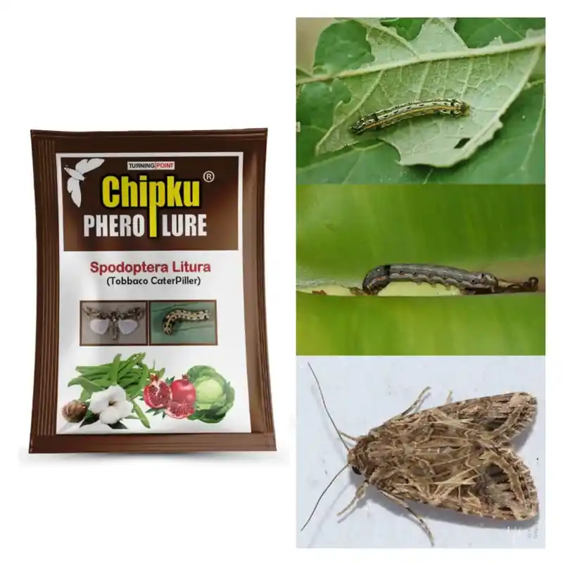 Wholesale Chipku Tobacco Caterpillar Lure (10 Pieces) for Cotton, Sunflower, Groundnut, etc.