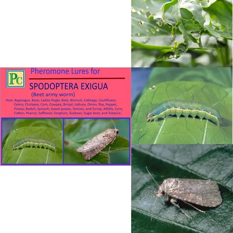 Worldwide Shipping Insect Lures For Beet Armyworm (Spodoptera Exigua)(Pack-Pack of 20)