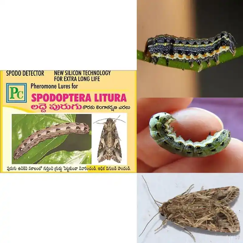 Premium Insect Lures For Oriental Leaf Worm (Spodoptera Litura)(Pack-Pack of 10)