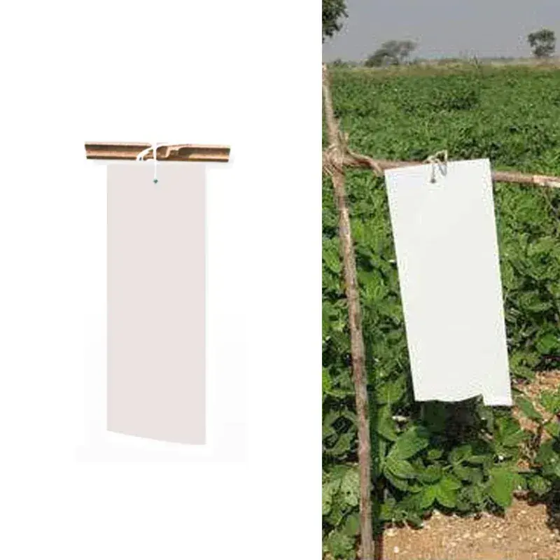 10 Pieces of Sticky Trap 22 cm x 28 cm (Color-White) No Minimum Order