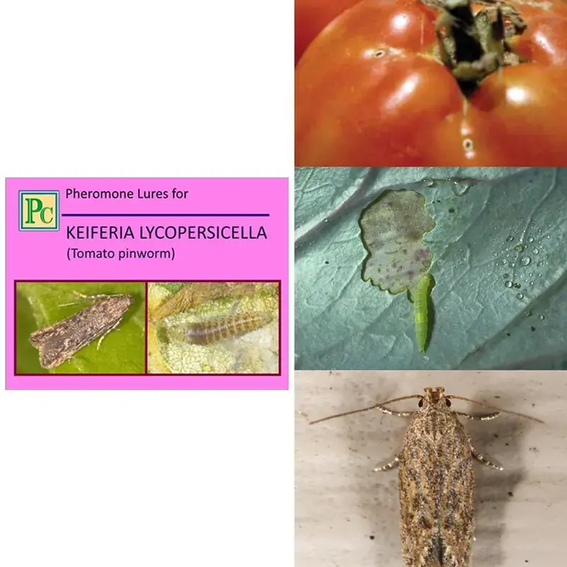 Worldwide Shipping 30 Pcs Insect Lures For Tomato Lures (Keiferia Lycopersicella)