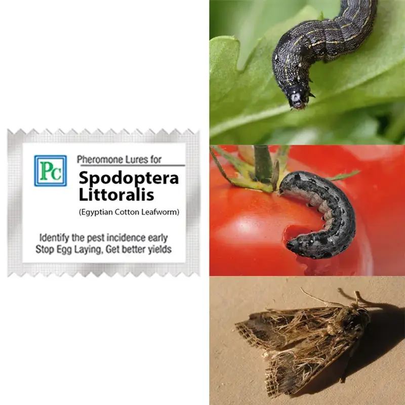 50 Pcs Insect Lures For Egyptian Cotton Leafworm Free Returns