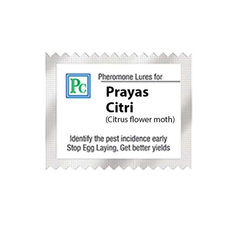 50 Pcs Insect Lures For Citrus Flower Moth (Prayas Citri) Low Price