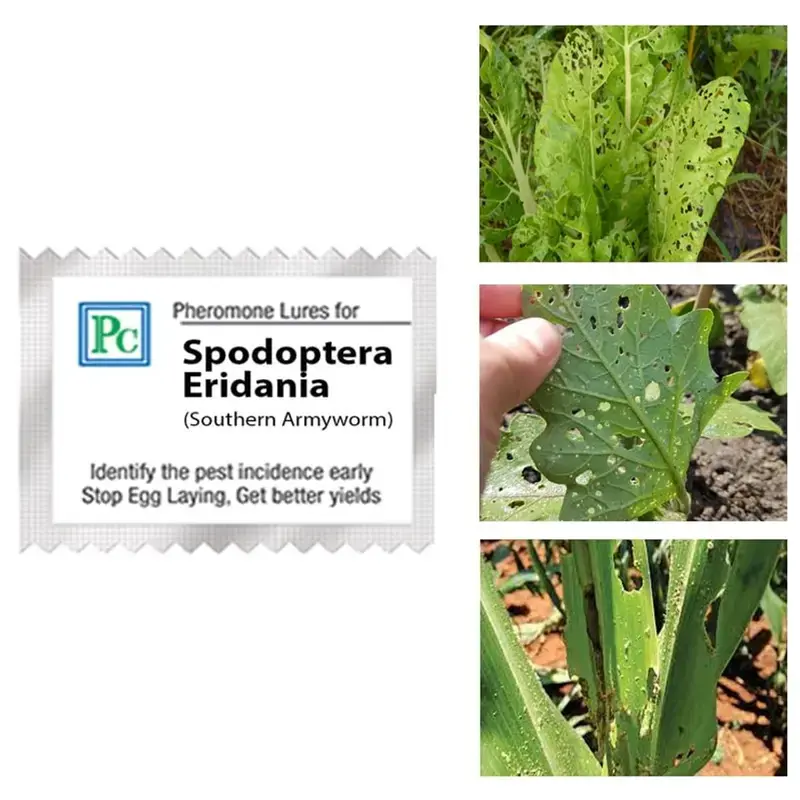 50 Pcs Insect Lures For Southern Armyworm (Spodoptera Eridania) One Day Deal