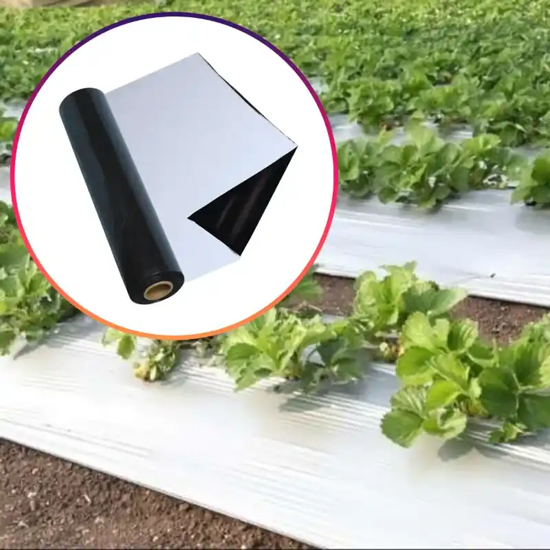 Iris Polymers 2 pieces Premium Quality 1.2 x 400 meter Black and White Mulching Sheet with 5 months Warranty Hot Picks