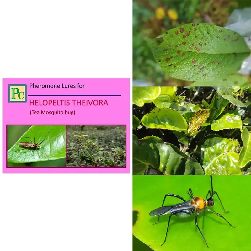 50 Pcs Insect Lures For Tea Mosquito Bug (Helopeltis Theivora) Exclusive